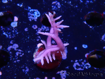 WYSIWYG Seriatopora histrix rose 1J1