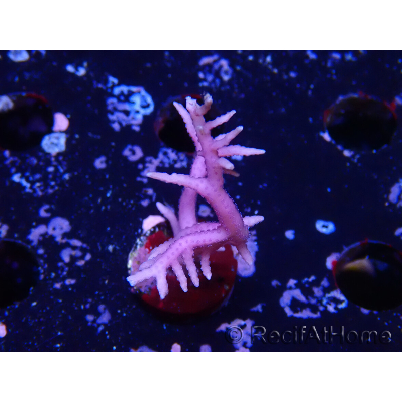 WYSIWYG Seriatopora histrix rosa