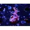 WYSIWYG Seriatopora histrix pink