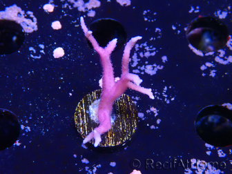 WYSIWYG Seriatopora histrix rose 1J3