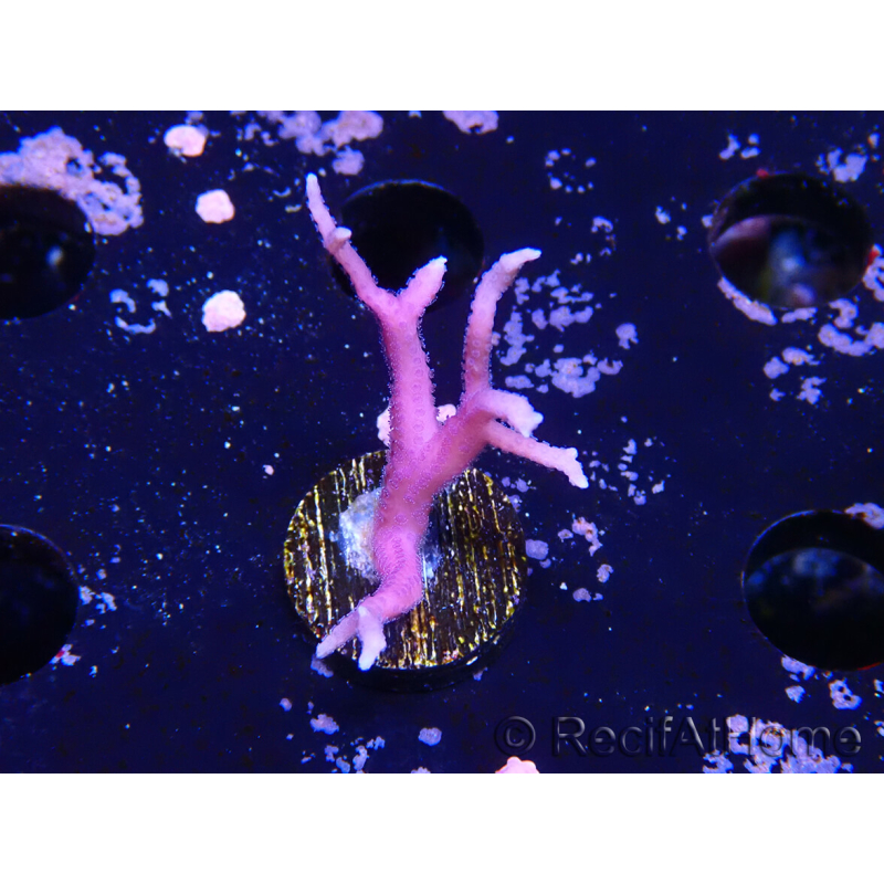 WYSIWYG Seriatopora histrix pink