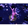 WYSIWYG Seriatopora histrix pink