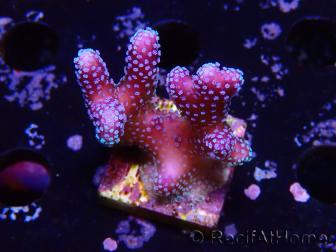 WYSIWYG Stylophora Pink Blue Polyps