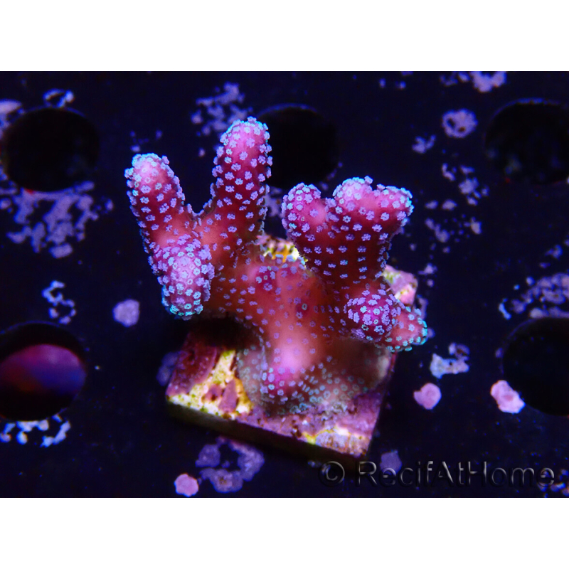 WYSIWYG Stylophora Polipi Blu Rosa