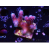 WYSIWYG Stylophora Pink Blue Polyps
