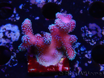 WYSIWYG Stylophora Pink Blue Polyps 1J5