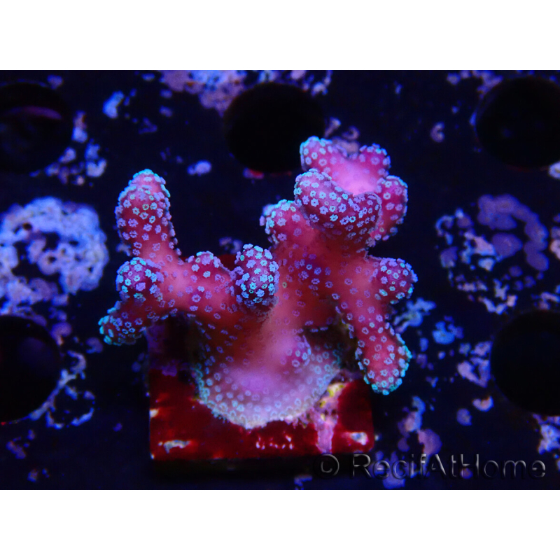 WYSIWYG Stylophora Polipi Rosa Blu