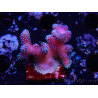 WYSIWYG Stylophora Polipi Rosa Blu