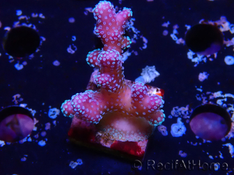 WYSIWYG Stylophora Pink Blue Polyps 1J6