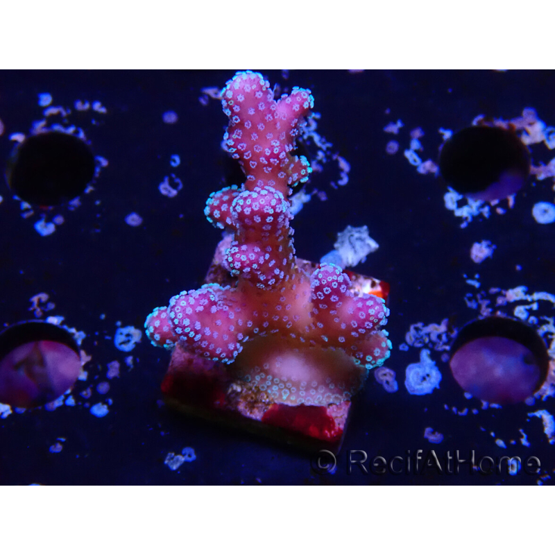 WYSIWYG Stylophora Pink Blue Polyps