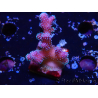 WYSIWYG Stylophora Pink Blue Polyps