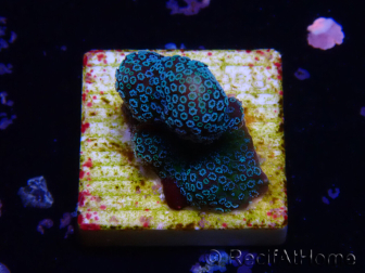 WYSIWYG RAH Stylophora Metallic Blue
