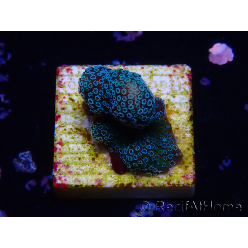 WYSIWYG RAH Stylophora Blu Metallo