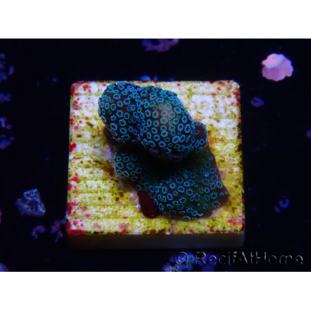 WYSIWYG RAH Stylophora Metallic Blue