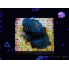 WYSIWYG RAH Stylophora Metallic Blue