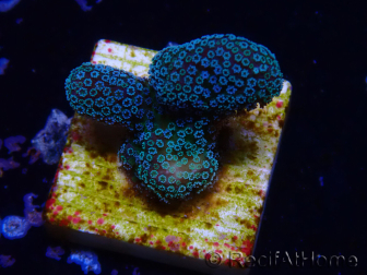WYSIWYG RAH Stylophora Metallic Blue