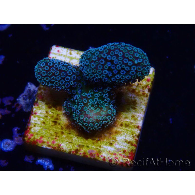 WYSIWYG RAH Stylophora Metallic Blue 1K5