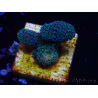 WYSIWYG RAH Stylophora Metallic Blue 1K5