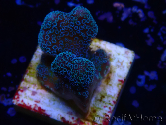 WYSIWYG RAH Stylophora Azul Metálico