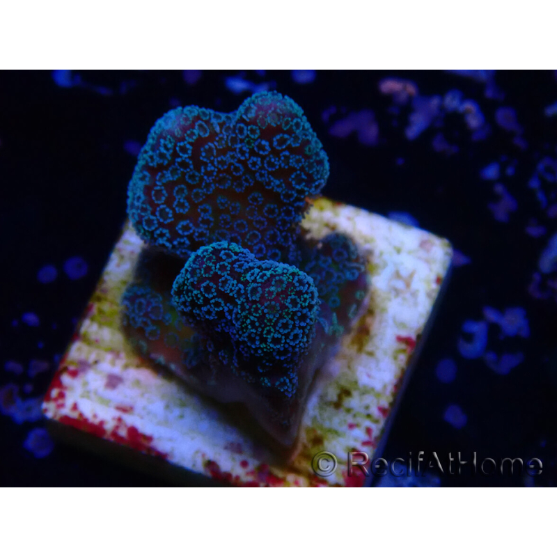 WYSIWYG RAH Stylophora Metallic Blau