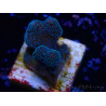 WYSIWYG RAH Stylophora Metallic Blue