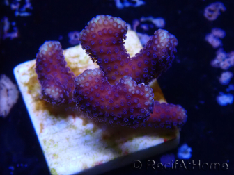 WYSIWYG Stylophora Rama Fina Púrpura