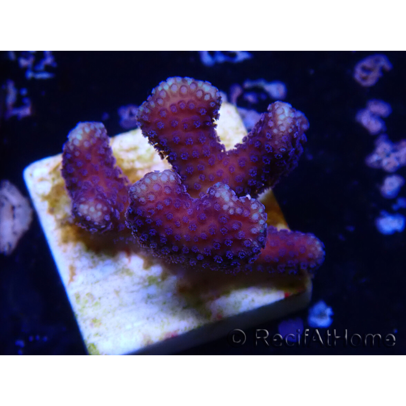 WYSIWYG Stylophora Rami Sottile Viola