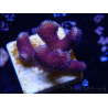 WYSIWYG Stylophora Rama Fina Púrpura