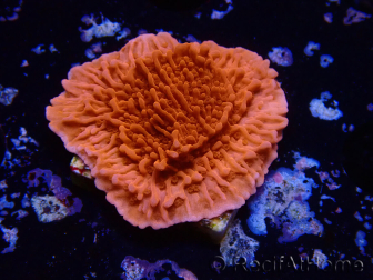 WYSIWYG Montipora Plateau Rouge