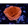 WYSIWYG Montipora Plateau Rouge