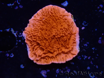 WYSIWYG Montipora Roter Plateau