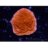 WYSIWYG Montipora Roter Plateau