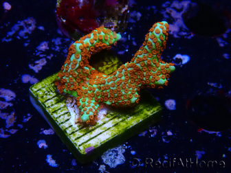 WYSIWYG Montipora Fire Forest