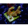 WYSIWYG Montipora Fire Forest