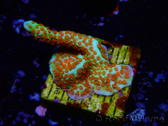 WYSIWYG Montipora Fire Forest