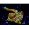 WYSIWYG Montipora Fire Forest
