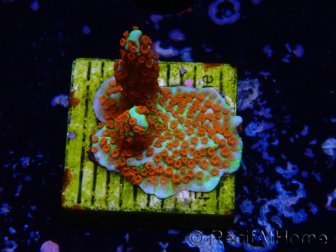 WYSIWYG Montipora Fire Forest 1Q3