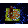 WYSIWYG Montipora Fire Forest