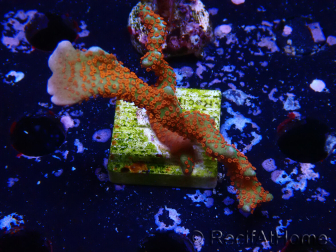 WYSIWYG Montipora digitata 1R1