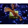 WYSIWYG Montipora digitata 1R1