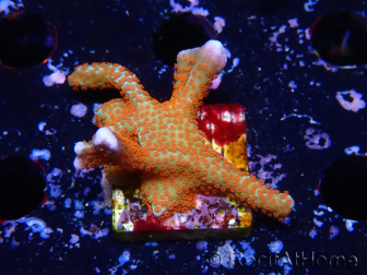 WYSIWYG Montipora digitata 1R2