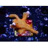 WYSIWYG Montipora digitata 1R2