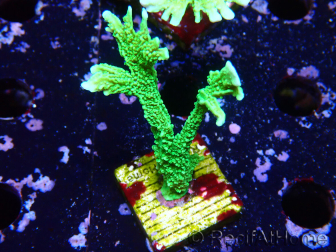 WYSIWYG Montipora stellata