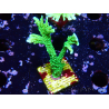 WYSIWYG Montipora stellata