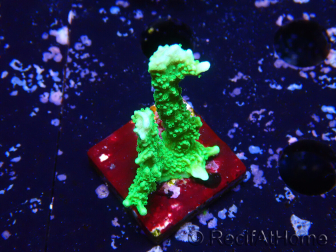 WYSIWYG Montipora stellata