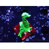 WYSIWYG Montipora stellata