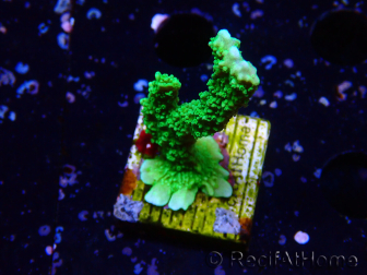 WYSIWYG Montipora stellata