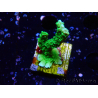 WYSIWYG Montipora stellata