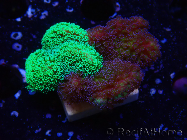 WYSIWYG - Stylophora Chimera (Pink and Green Bush/Green Fluo) 1