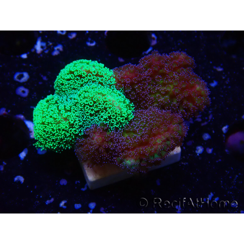 WYSIWYG - Stylophora Chimera (Pink and Green Bush/Green Fluo) 1